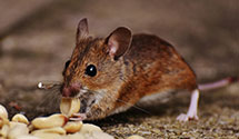 24 Hour & Emergency Exterminators in Craigville, IN